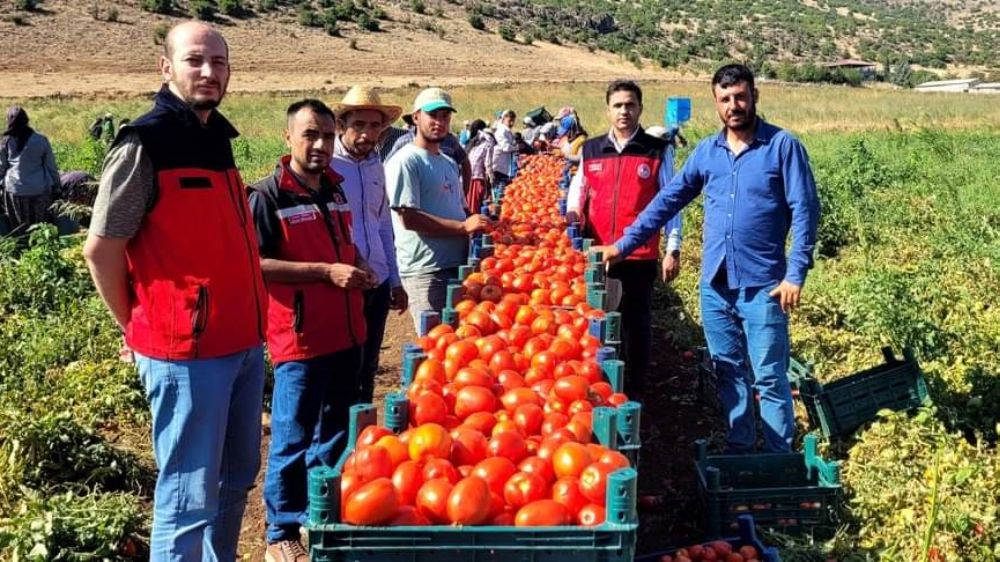 Kahramanmaraş'ta bin 700 dekar alana domates