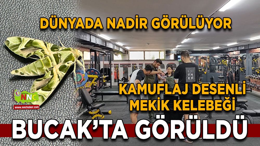 Kamuflaj desenli mekik kelebeği Burdur'da görüldü