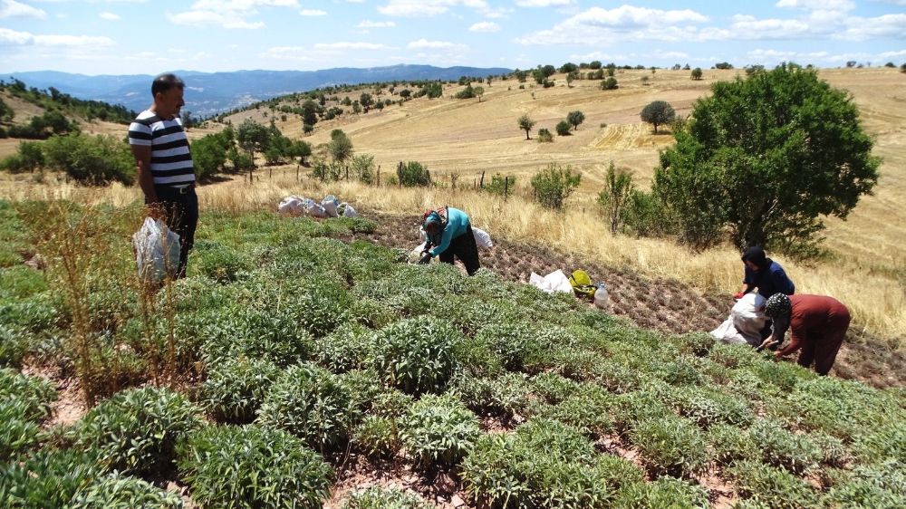 Karbasan'da hasat zamanı