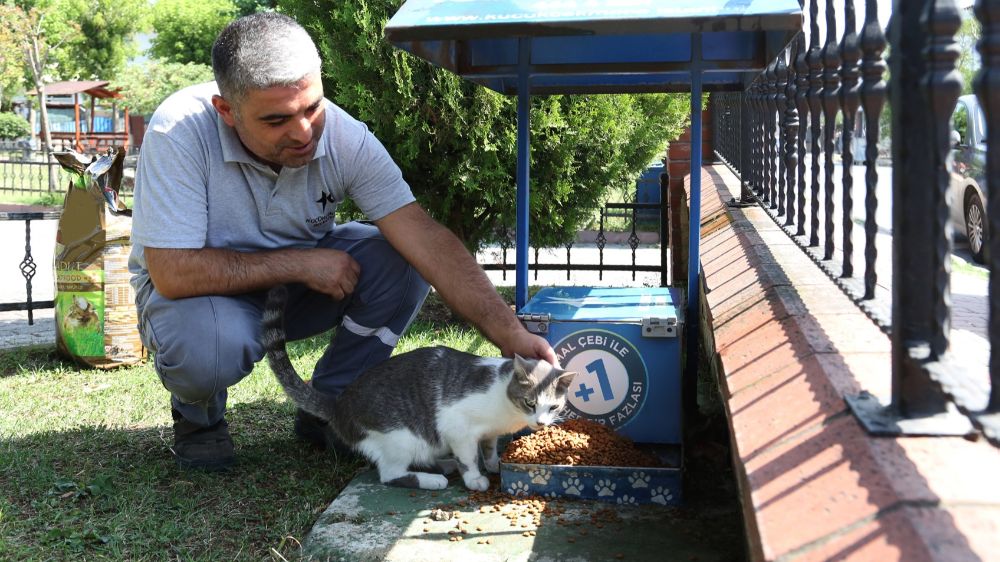 Küçükçekmece Belediyesi, yaz günlerinde sokak hayvanlarını unutmadılar 