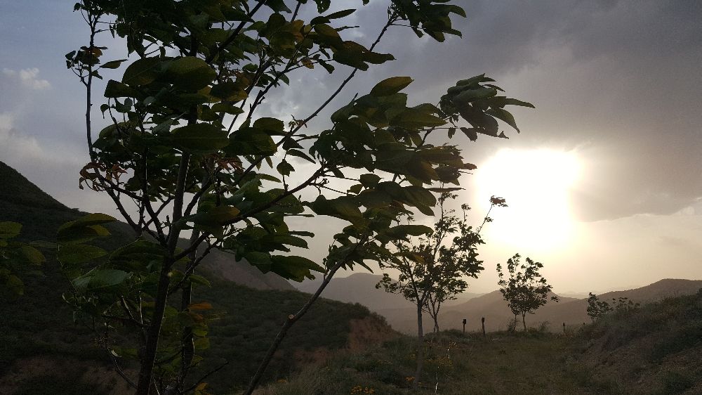  "Kurtlar Vadisi" adını verdiği alanın ilk mahsulünü almaya başardı 