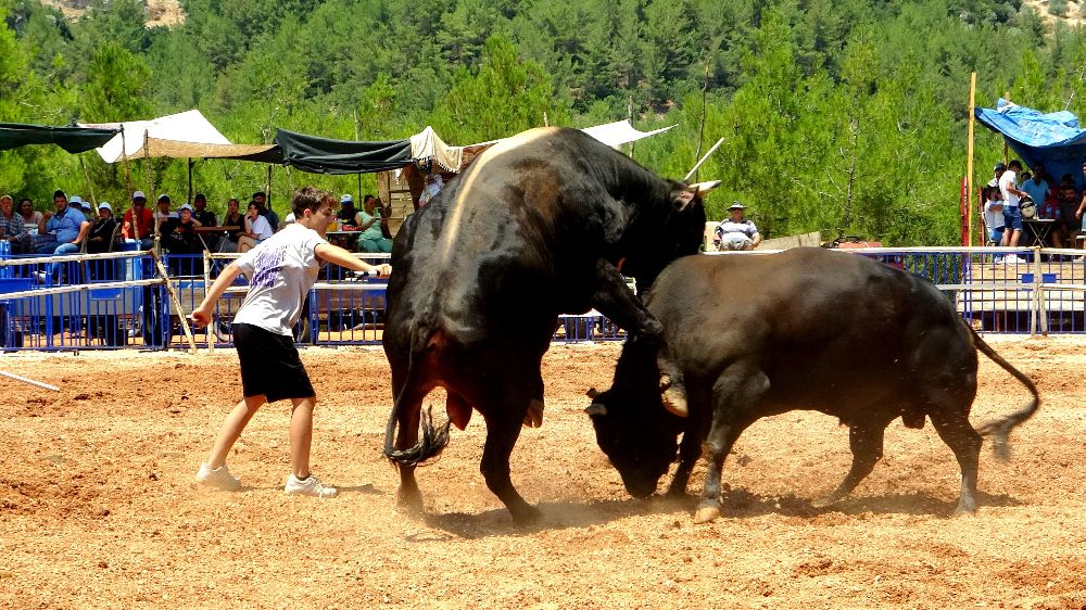 Muğla'da boğa güreşi festivalinde  boğaların mücadelesi 