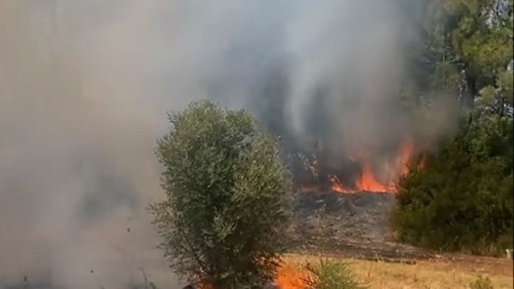 Muğla Milas'ta korkutan orman yangını 