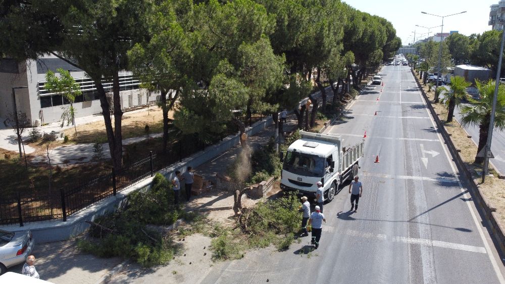 Nazilli Belediyesi budama işlemi gerçekleştirdi 