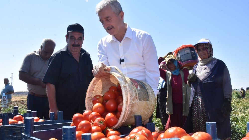 Şahinbey Belediyesi'nin fideleri ilk meyvelerini verdi