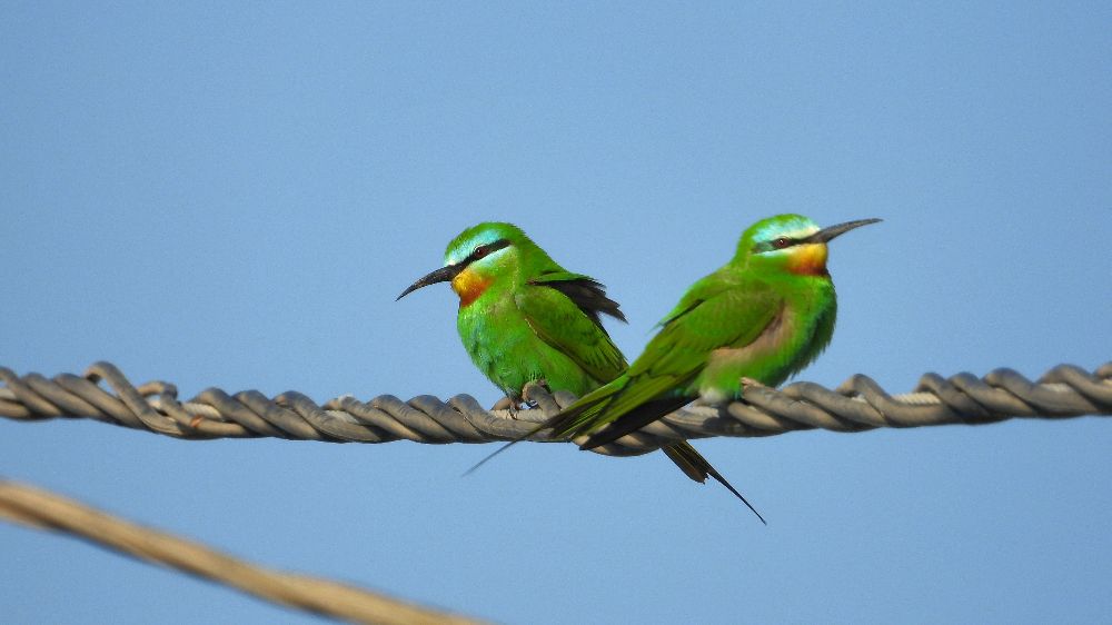 Samandağ 'da Milleyha Sulak Alanı'na uğrayan göçmen kuşlar mest etti