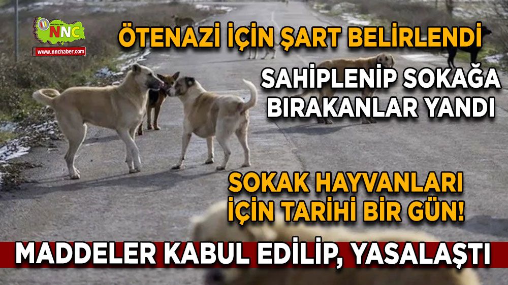 Sokak hayvanları için tarihi bir gün! Maddeler kabul edilip, yasalaştı