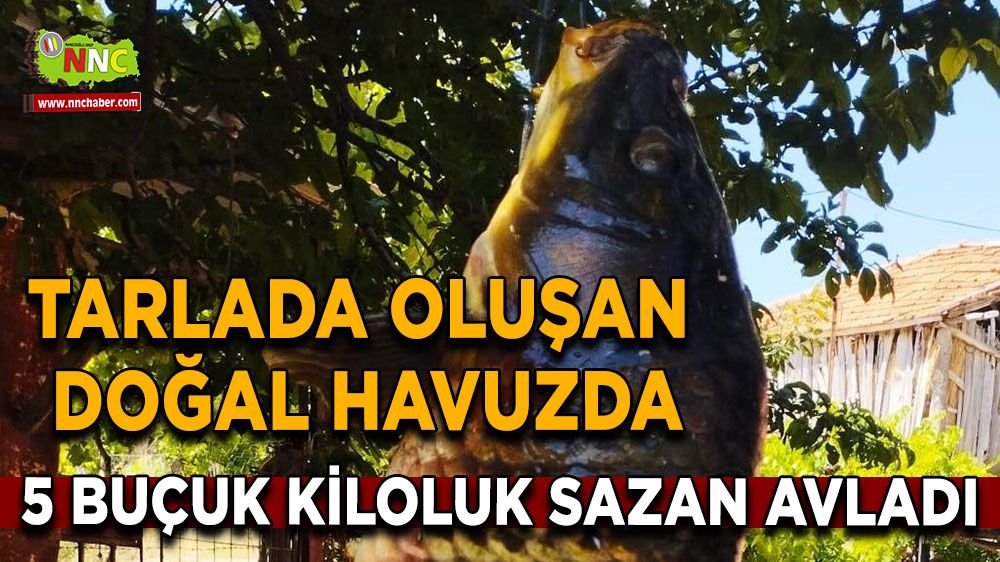 Tarlada oluşan doğal havuzda 5 buçuk kiloluk sazan avı