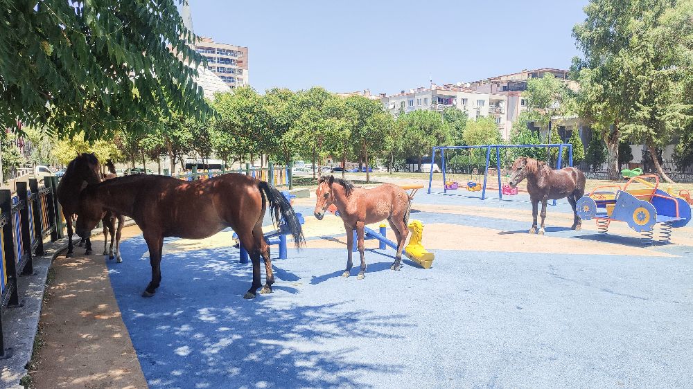 Yılkı atları bir aydır çocuk parkında kalıyor