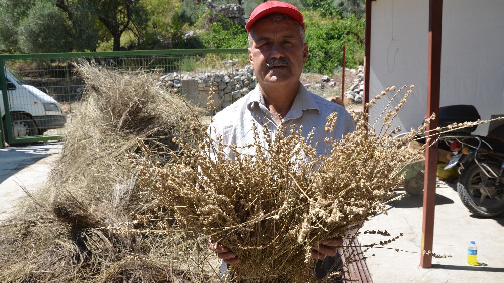 35 çeşit bitkiden yağ çıkartarak şifa dağıtıyor