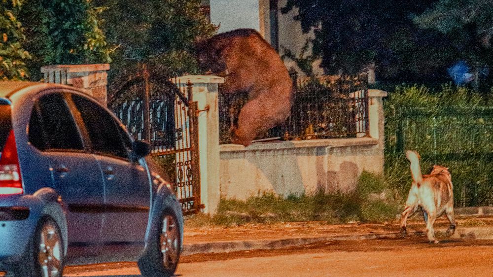 Aç kaldı Başkent Ankara'da görüldü! Ankara sokaklarında gezindi