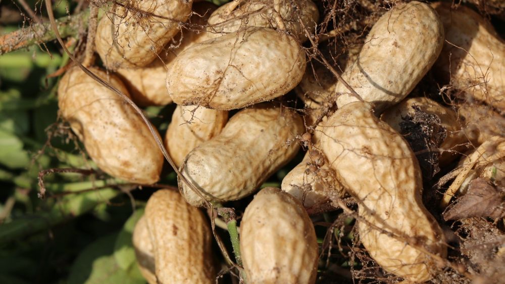  Adana'da hasadına başlanan Yer fıstığında rekolte artışı bekleniyor