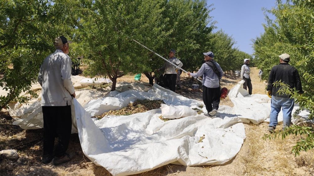 Adıyaman'da bademler için hasat vakti