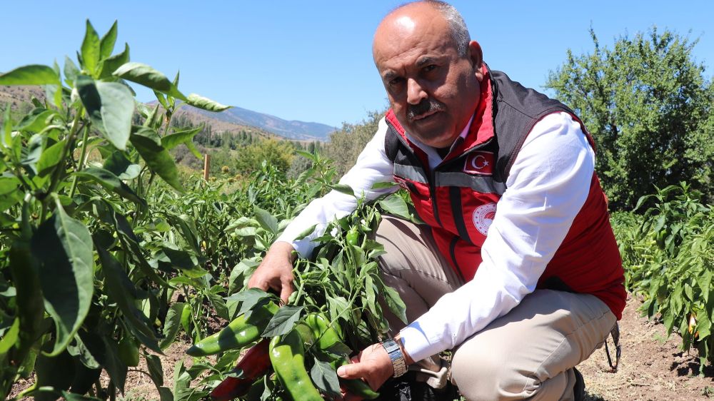 Akıncılar'da salçalık domates ve biber hasadı