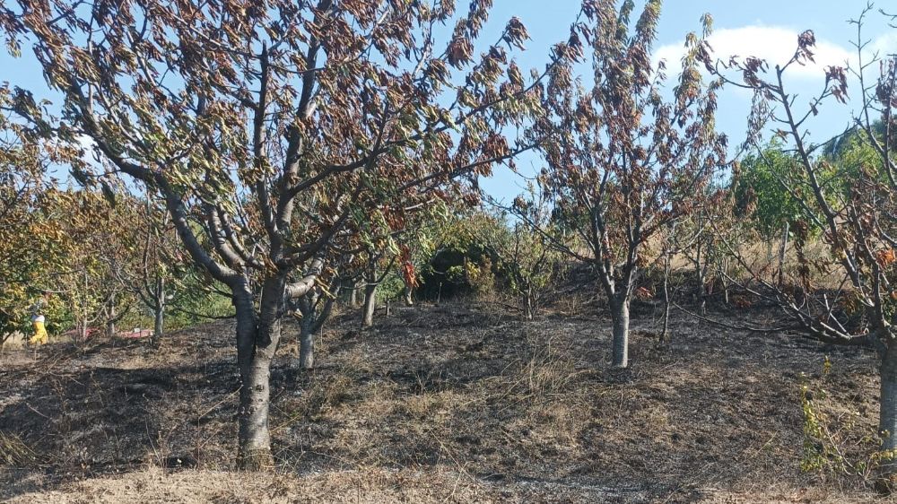 Amasya'da çıkan yangında meyve ağaçları zarar gördü