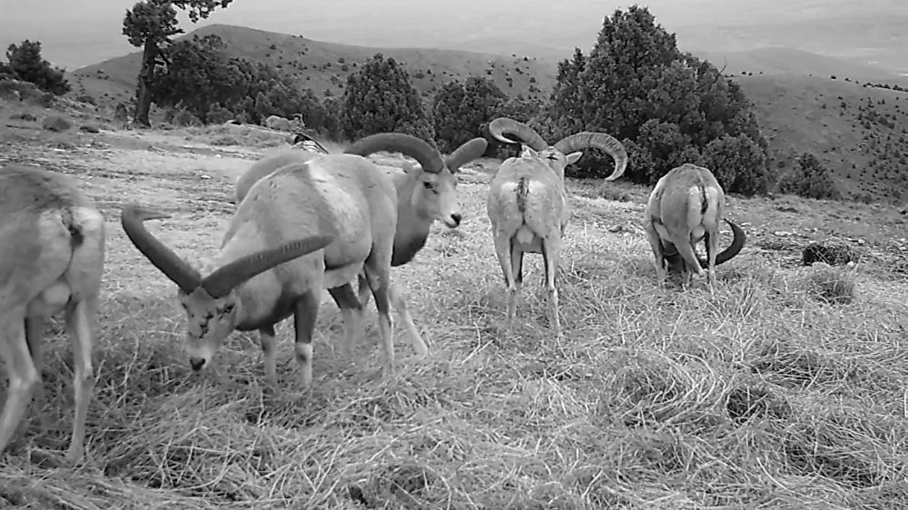 Anadolu yaban koyunları fotokapana takıldılar