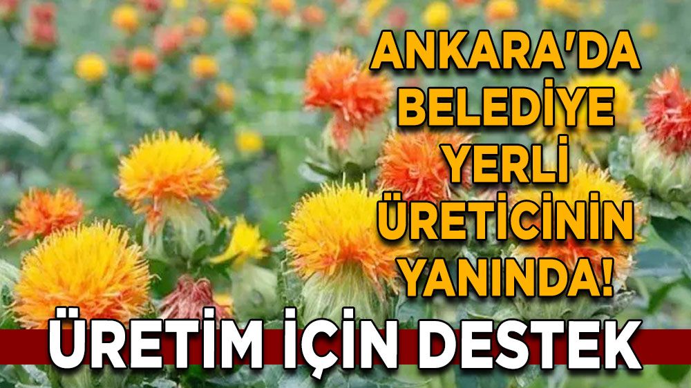 Ankara'da belediye yerli üreticinin yanında! Üretim için destek