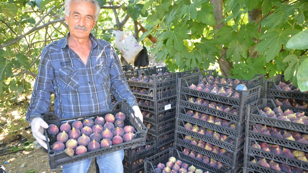 Antalya'da siyah incir hasat dönemi başladı