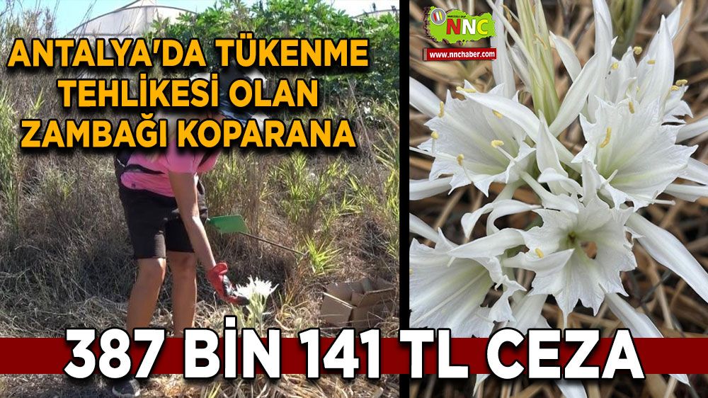 Antalya'da tükenme tehlikesi olan zambağı koparana 387 bin 141 TL ceza