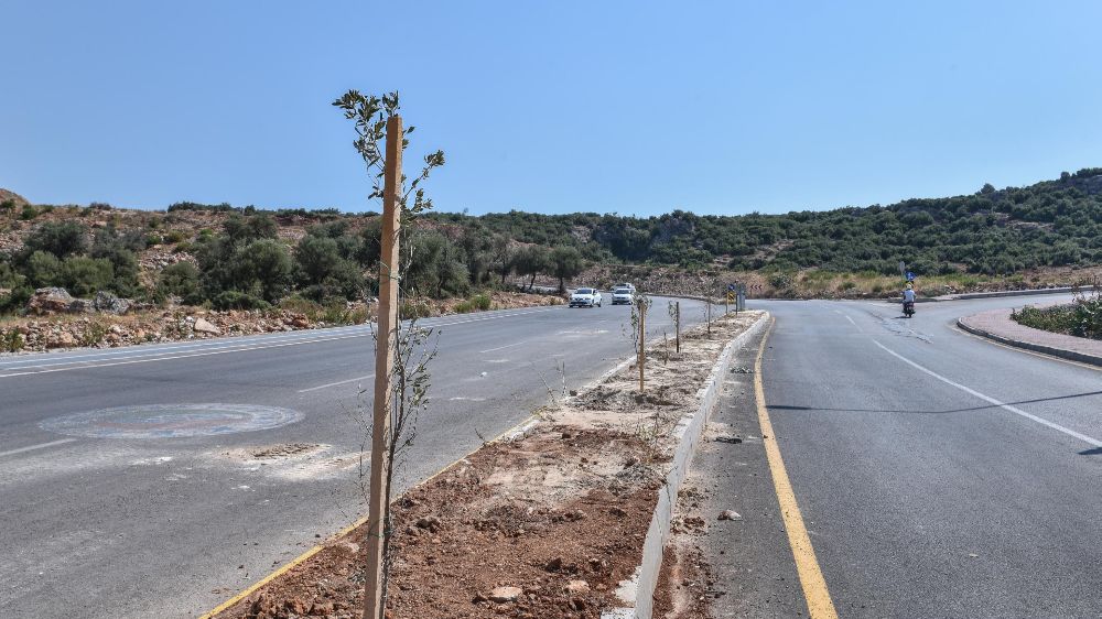 Antalya'da ulaşım yoluna 100 adet zeytin fidanı dikildi