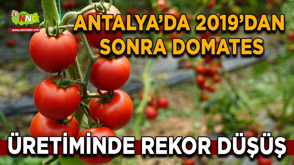  Antalya Ticaret Borsası Temmuz hal endeksini açıkladı