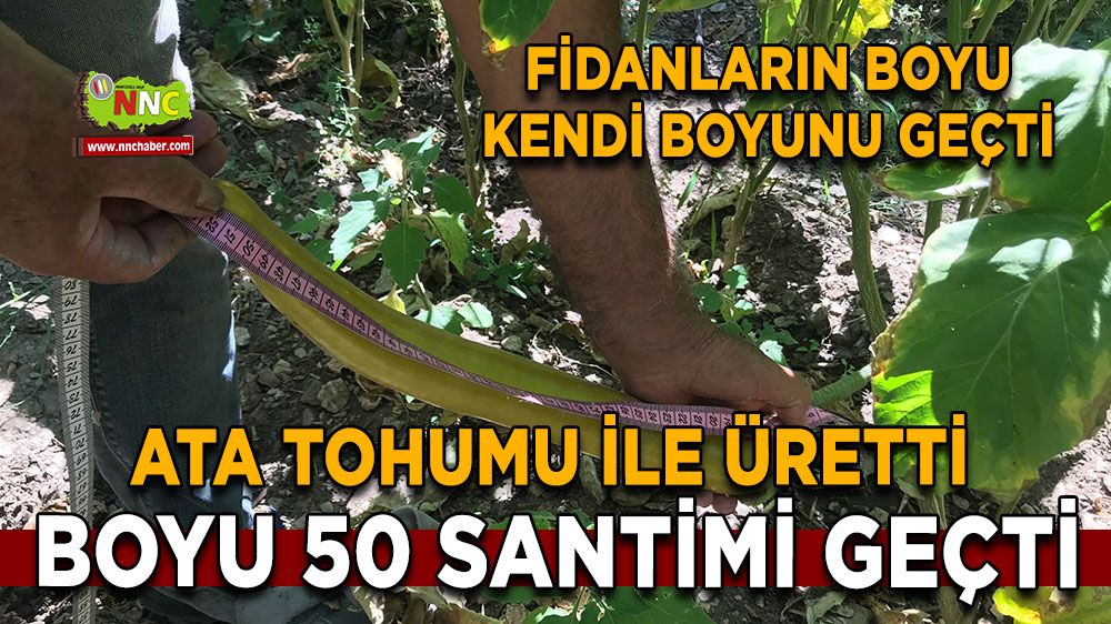 Ata tohumu ile üretti, fidanların boyu kendi boyunu geçti, organik yetişti boyu 50 santimi geçti