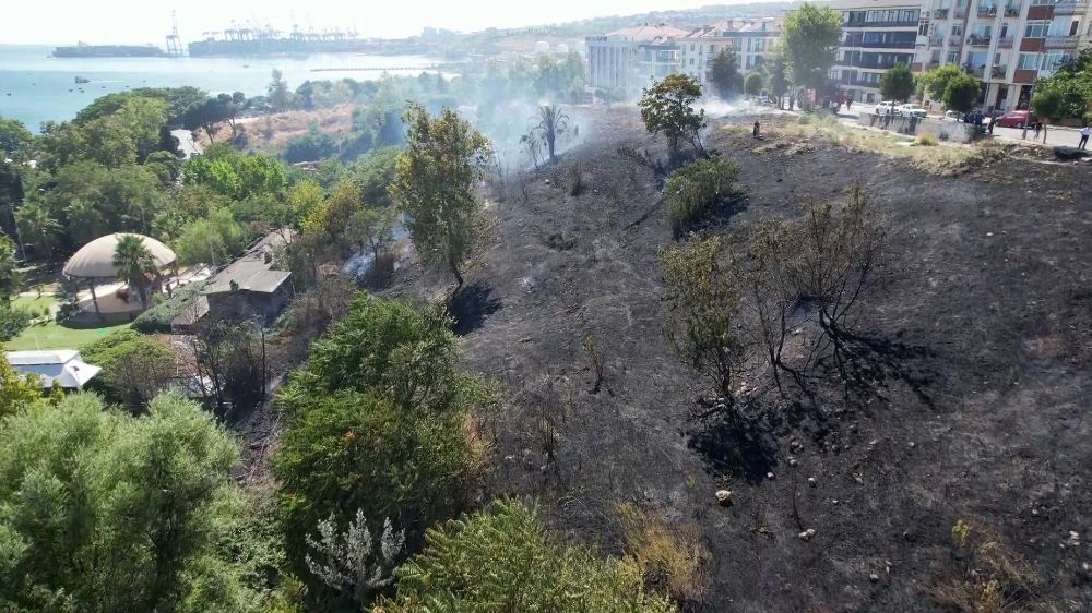 Avcılar'da orman yangını: Yemyeşil alan kül oldu