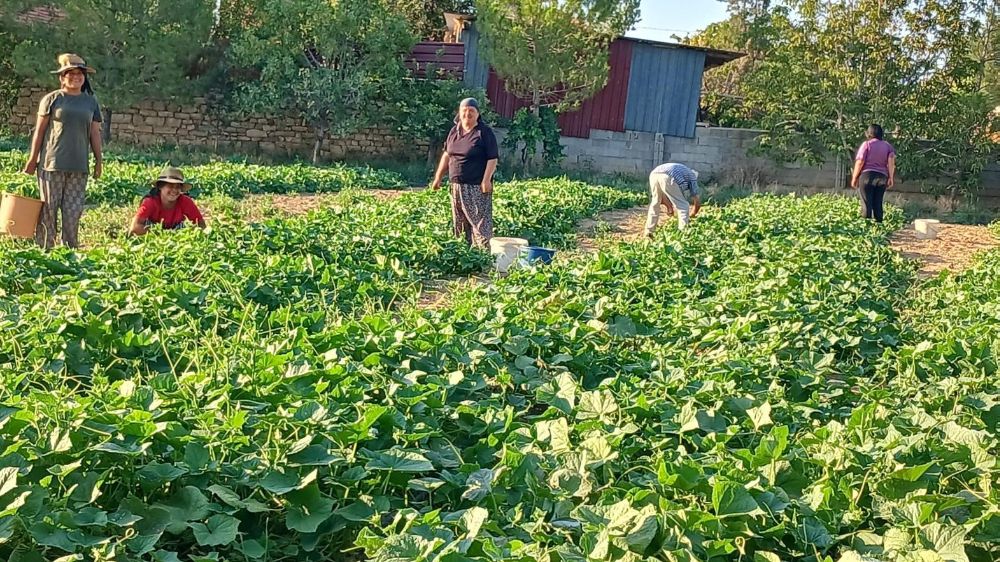 Avrupa sofralarını Başmakçı’nın  kornişon salatalığı süslüyor