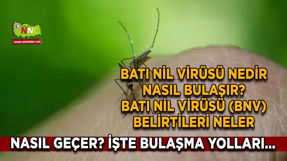 Batı Nil Virüsü nedir? Batı Nil Virüsü nasıl bulaşır, BNV tedavi yöntemleri ve virüsten korunma yolları...