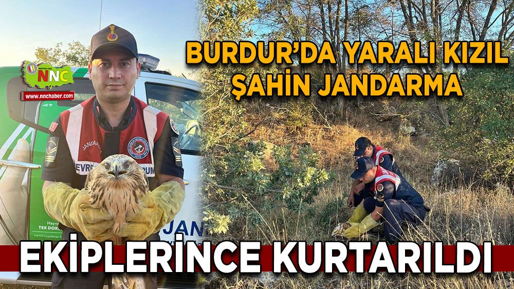 Burdur'da Kızıl Şahin yeni bir hayata tutundu