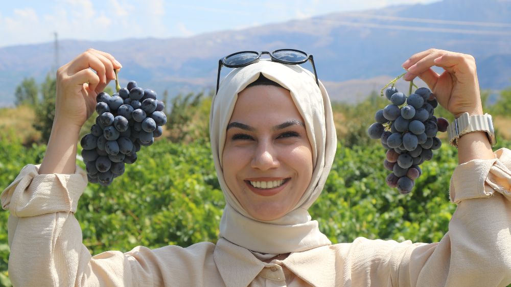 Cimin üzümü dünyaca ünlü  İtalya üzümünü solluyor mu?