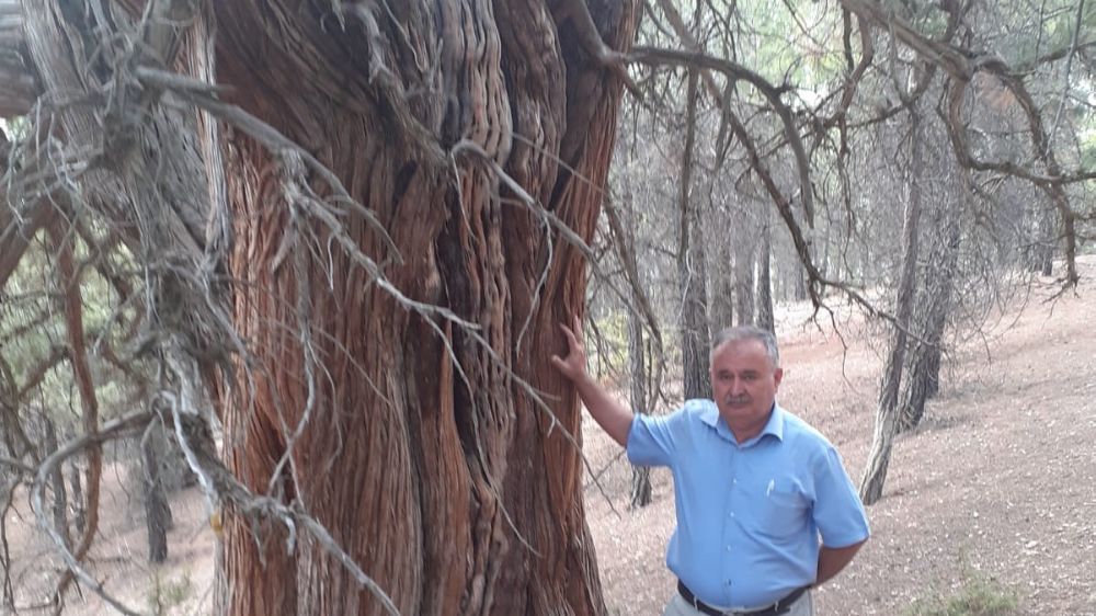 Denizli'de 700 yıllık ardıç ağacı için tescil başvurusu yapıldı