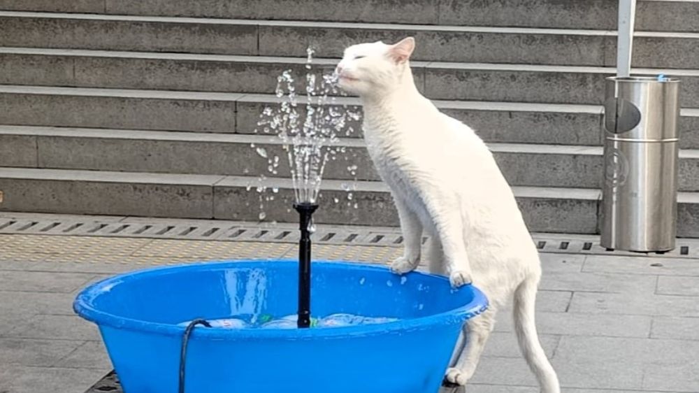 Denizli'de iş yerinin önündeki fıskiyeden su içen kedi ilgi odağı oldu