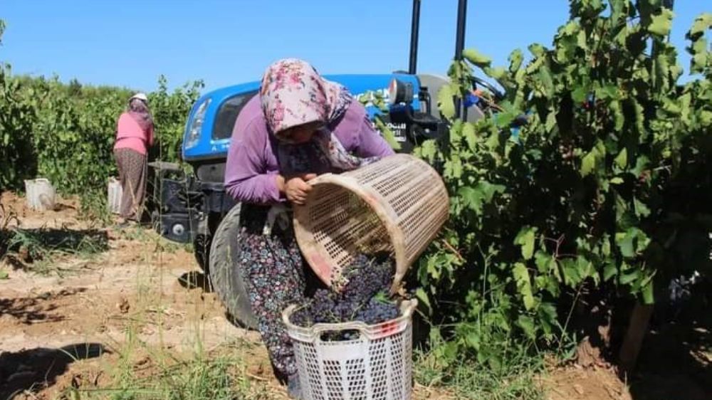 Denizli’de üzüm hasadı başladı