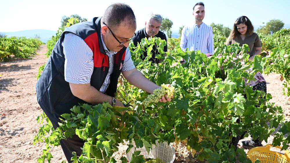 Denizli’nin Bekilli ilçesinde bulunan bağlarda hasat zamanı başladı