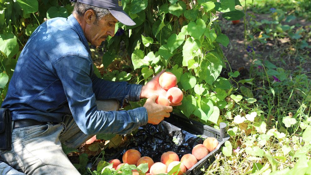 Elazığ’da şeftali hasadı etkinliği