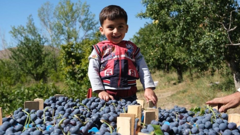 Erzincan'da Cimin için hasat zamanı 