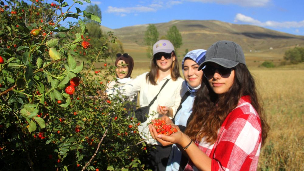 Erzincan’da kuşburnuları vatandaşlar doğadan tek tek topladılar