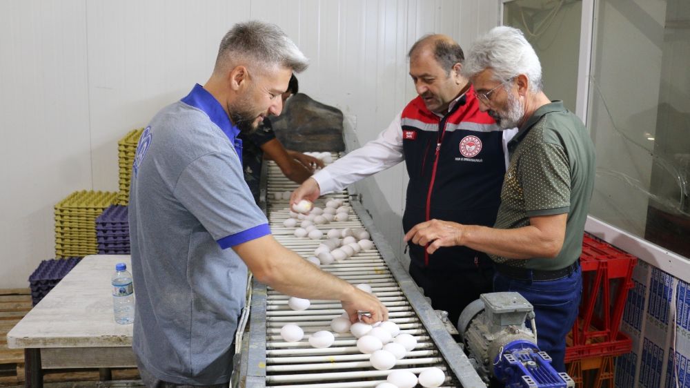 Erzincan’da  modern tesislerde yumurta üretimi