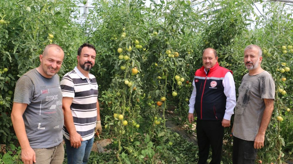 Erzincan, domates ve salatalık üretimi artmaya devam ediyor