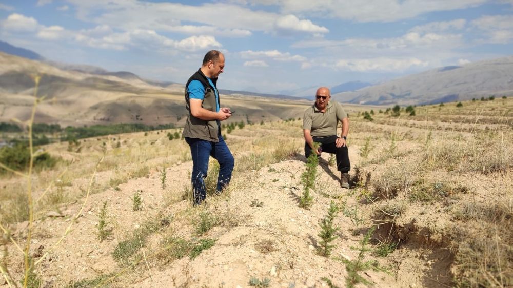 Erzurum'da 180 bin adet sedir ve 40 bin adet karaçam dikimi yapıldı