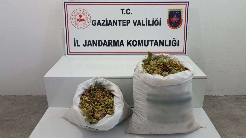 Gaziantep'te  yüzlerce kilo Antep Fıstığı çalan şahıs suçüstü yakalandı