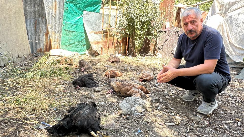 Hakkari'de başıboş köpekler tavukları telef etti