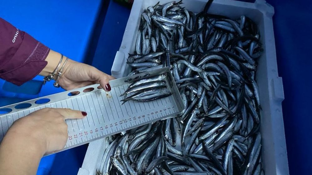 Hamsi avcıları dikkat! Hamsi avcılığına kota getirildi! Son başvuru tarihi belli oldu