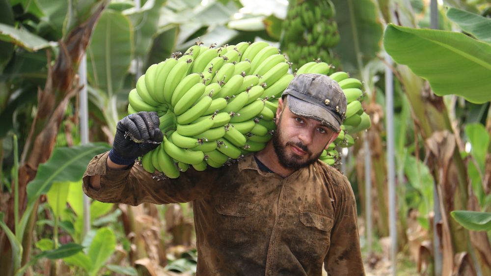 Hatay'da serada muz hasadı devam ediyor