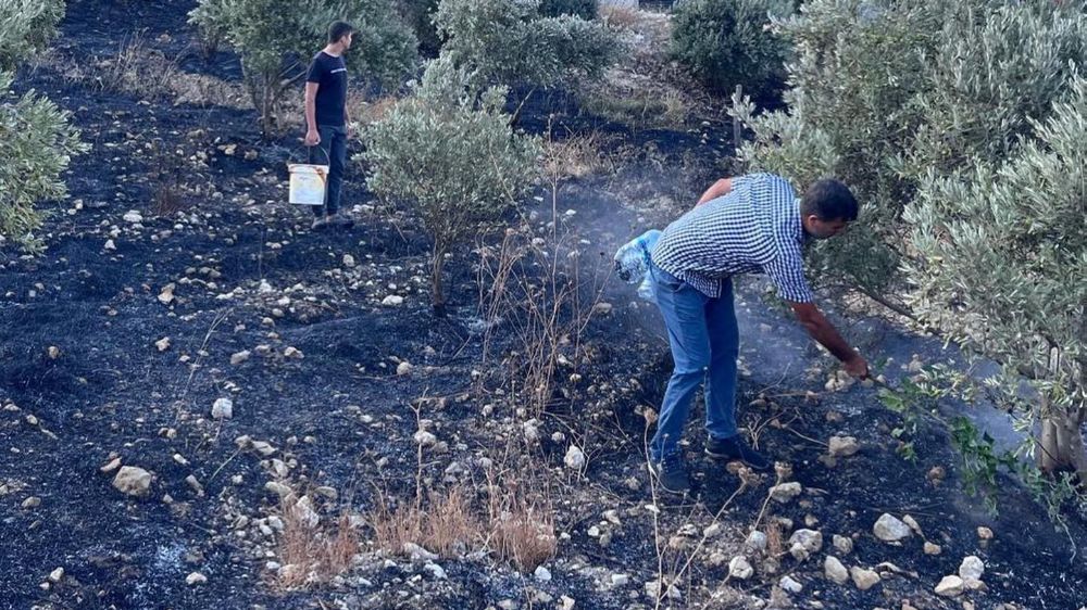 Hatay'da zeytinlik alanda yangın çıktı