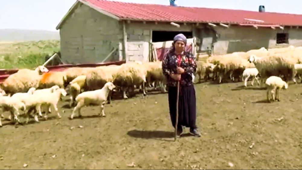 Honaz Belediyesi kadın çiftçilere gebe koyun dağıtımı yapacak