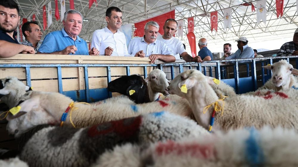 Honaz Belediyesi'nde kadın üreticilerine koyun desteği