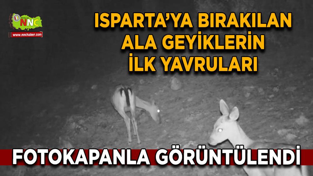 Isparta’ya bırakılan Ala geyikler yavruladı