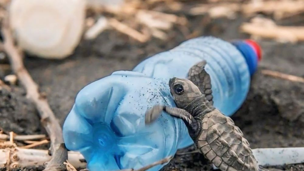 "Kaplumbağalar denizdeki plastikleri deniz anası zannedip yiyorlar"